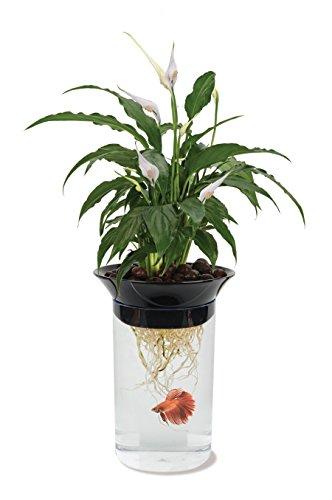 Penn-Plax Aquaponic Planter and Aquarium for Betta Fish Tank | Mubboo