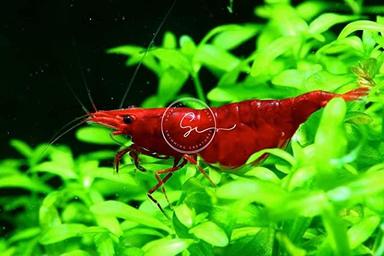 Swimming Creatures Premium Neocaridina Shrimp (10 Premium RED)